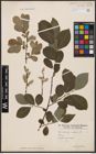 Foto von Salix aurita L. x Salix caprea L.